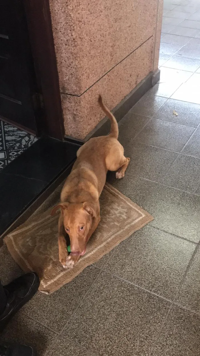 Cachorro ra a Vira lata- mistura com pitbull idade 1 ano nome Scooby