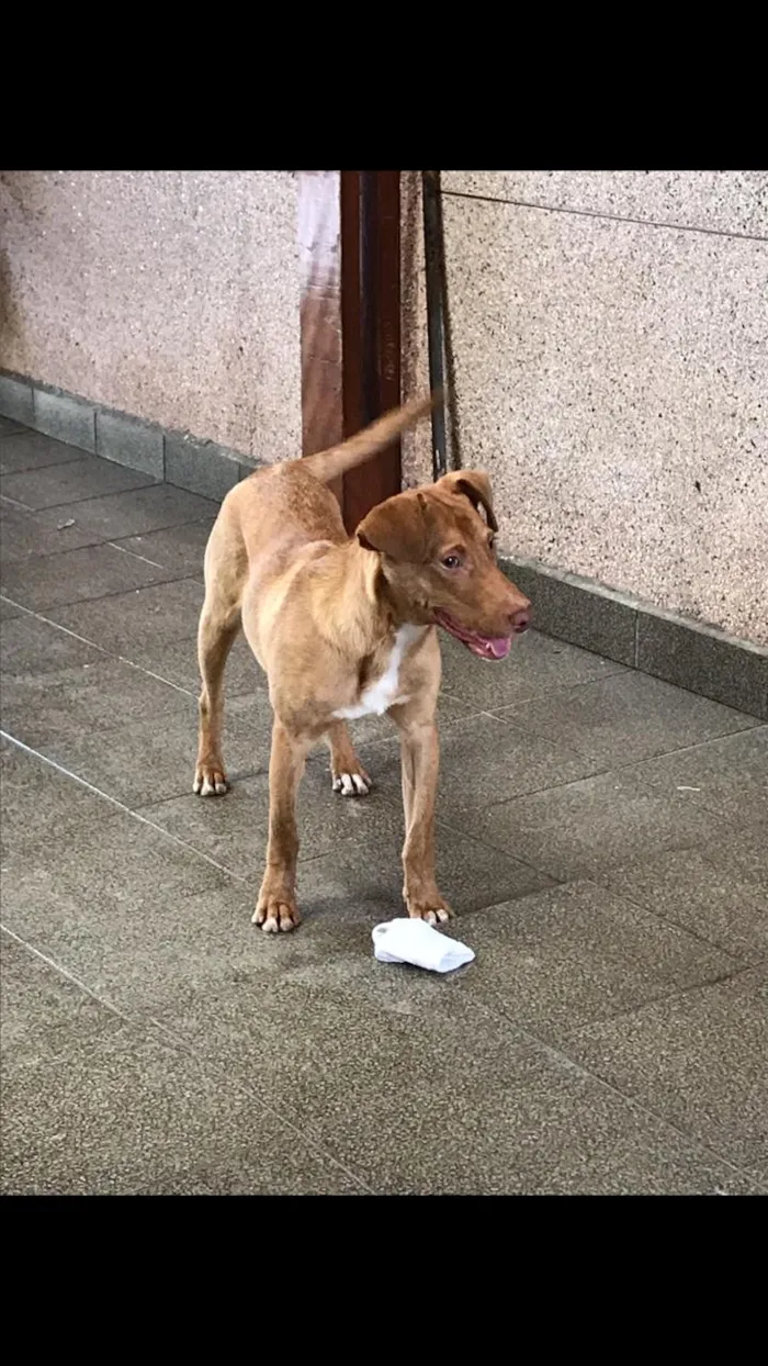 Cachorro ra a Vira lata- mistura com pitbull idade 1 ano nome Scooby
