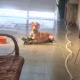 Scooby