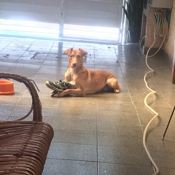 Cachorro ra a Vira lata- mistura com pitbull idade 1 ano nome Scooby