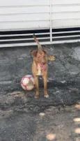 Scooby