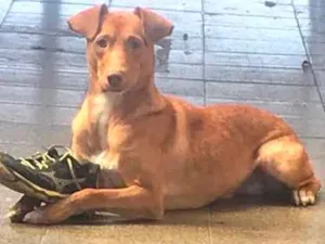 Cachorro raça Vira lata- mistura com pitbull idade 1 ano nome Scooby