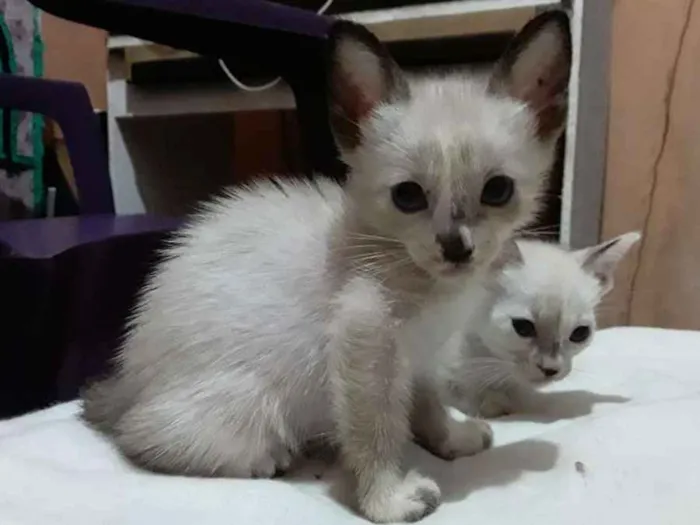 Gato ra a Mestiça meio siamês idade 2 a 6 meses nome Ursinha