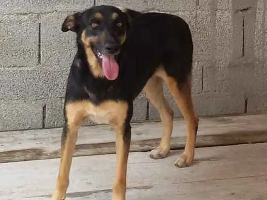 Cachorro ra a Mista idade 6 ou mais anos nome Pretinha