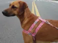 Princesa