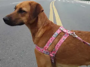 Cachorro raça SRD idade 1 ano nome Princesa