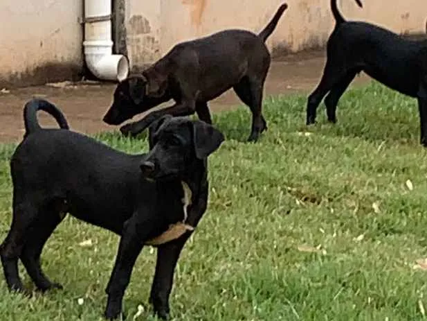 Cachorro ra a vira-lata idade 2 a 6 meses nome sem nome