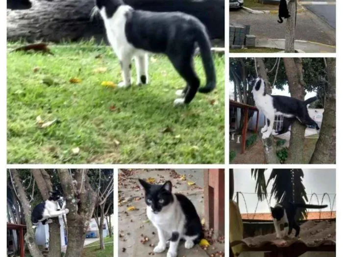 Gato raça Srd idade 7 a 11 meses nome Sem Nome