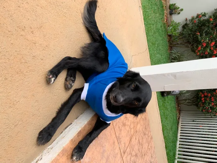 Cachorro ra a Não definida idade 3 anos nome Sem nome