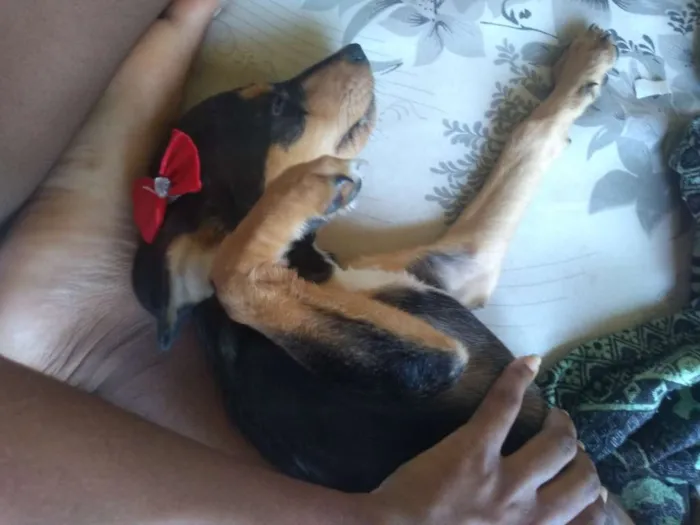 Cachorro raça SRD idade 7 a 11 meses nome Mel