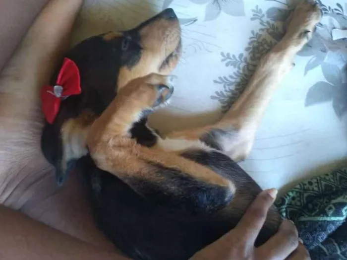 Cachorro raça SRD idade 7 a 11 meses nome Mel