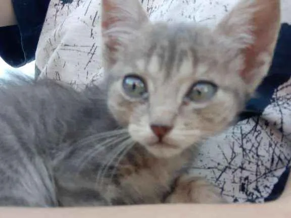 Gato ra a Sem Raça  idade Abaixo de 2 meses nome Gray