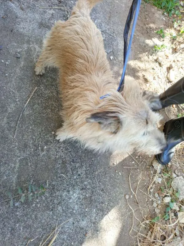 Cachorro ra a  idade 2 anos nome Não identificado