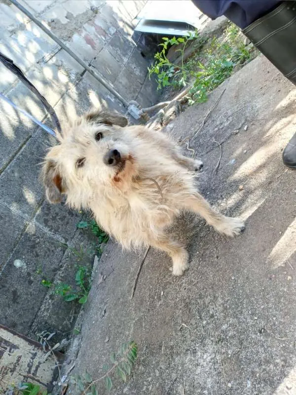 Cachorro ra a  idade 2 anos nome Não identificado