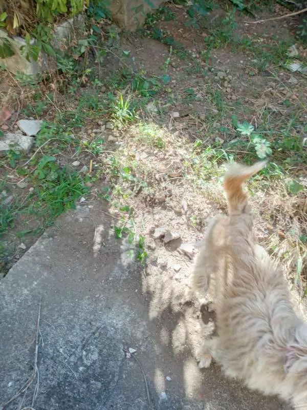 Cachorro ra a  idade 2 anos nome Não identificado