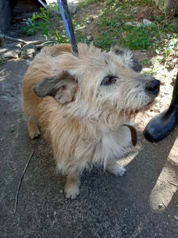 Cachorro ra a  idade 2 anos nome Não identificado