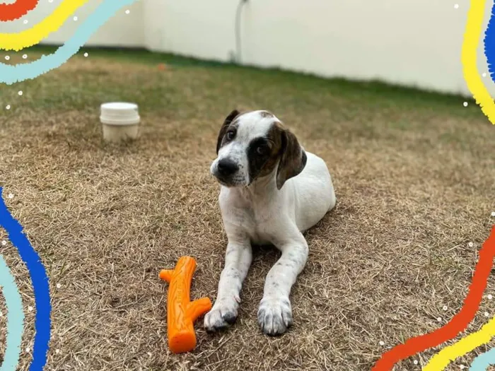 Cachorro ra a  idade 2 a 6 meses nome Não sei 