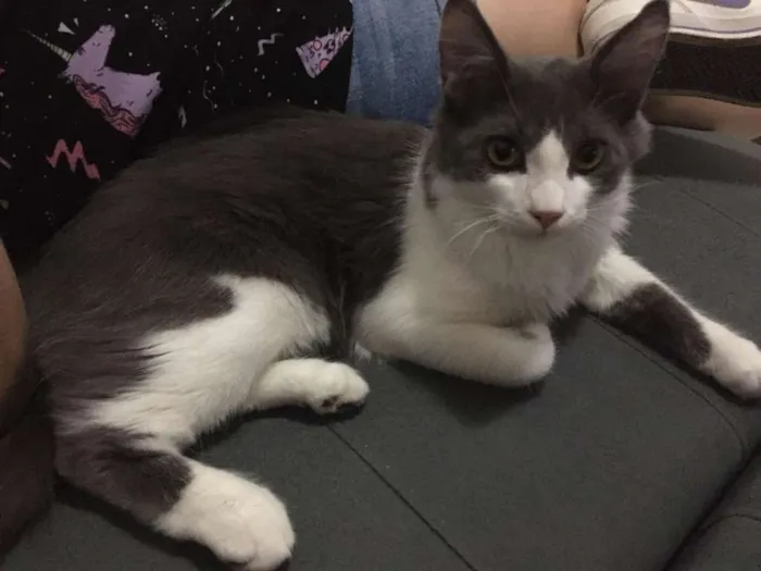 Gato ra a  idade 7 a 11 meses nome Bob