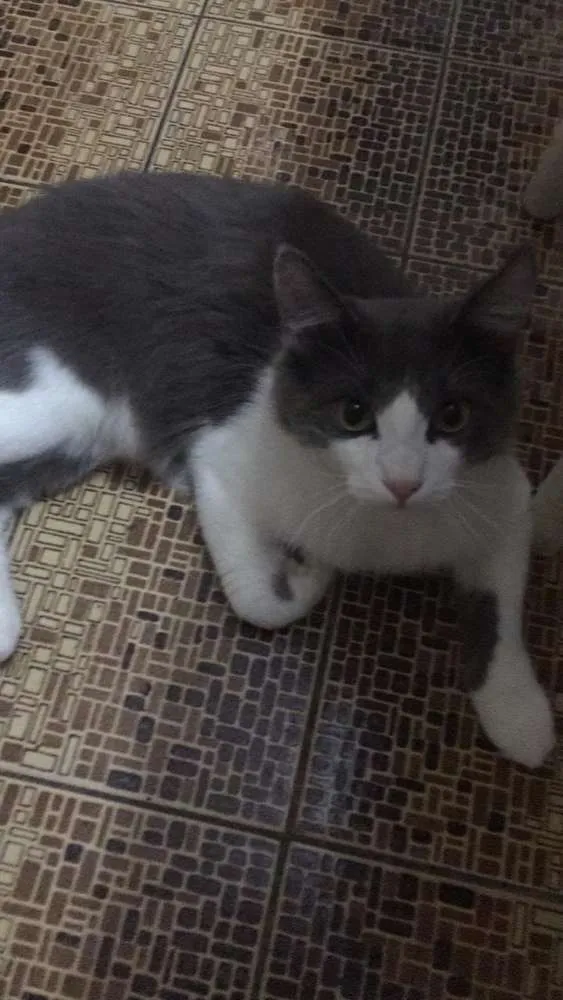 Gato ra a  idade 7 a 11 meses nome Bob