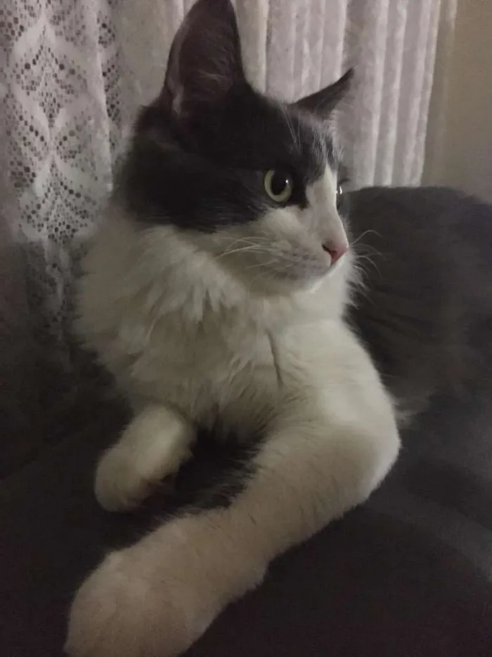 Gato ra a  idade 7 a 11 meses nome Bob