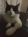 Bob