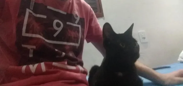 Gato ra a Viralata idade 2 anos nome Valentina