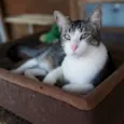 Olaf