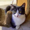 Figaro