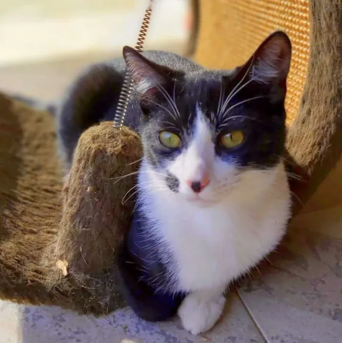 Gato ra a srd idade 2 a 6 meses nome Figaro