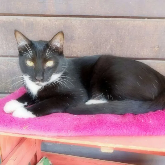Gato ra a srd idade 2 a 6 meses nome Félix