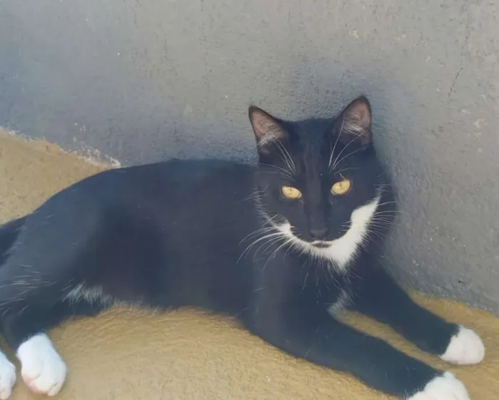 Gato ra a srd idade 2 a 6 meses nome Félix