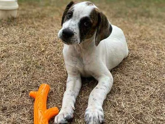 Cachorro ra a  idade 2 a 6 meses nome Não sei 