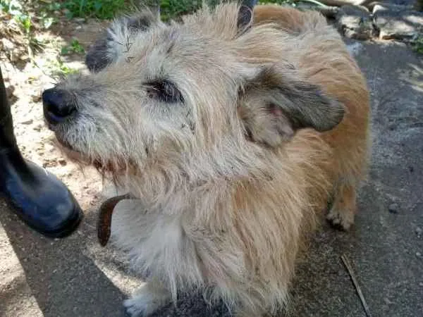 Cachorro ra a  idade 2 anos nome Não identificado
