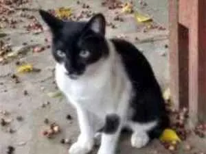 Gato raça Srd idade 7 a 11 meses nome Sem Nome