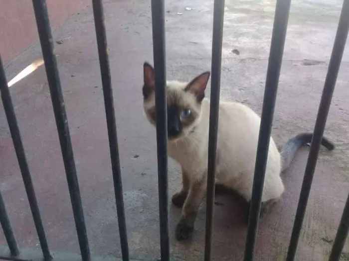 Gato ra a Siamês idade 2 a 6 meses nome Não tem