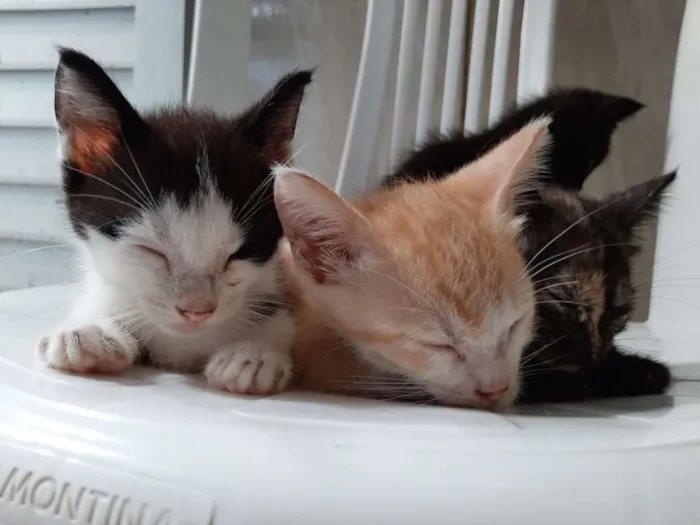 Gato ra a Desconhecida idade 2 a 6 meses nome Sem nome