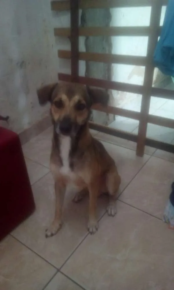 Cachorro ra a Viralata idade 1 ano nome Chicho
