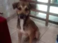 Chicho