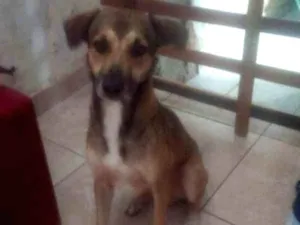 Cachorro raça Viralata idade 1 ano nome Chicho