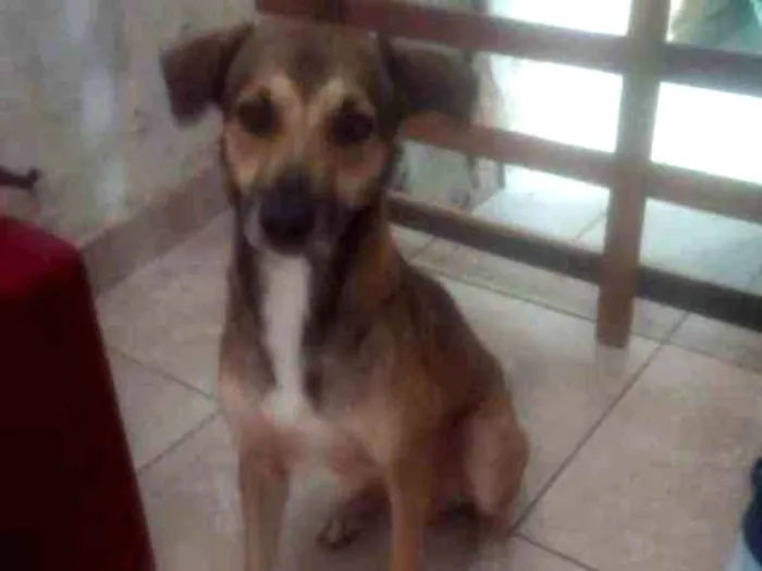 Cachorro ra a Viralata idade 1 ano nome Chicho