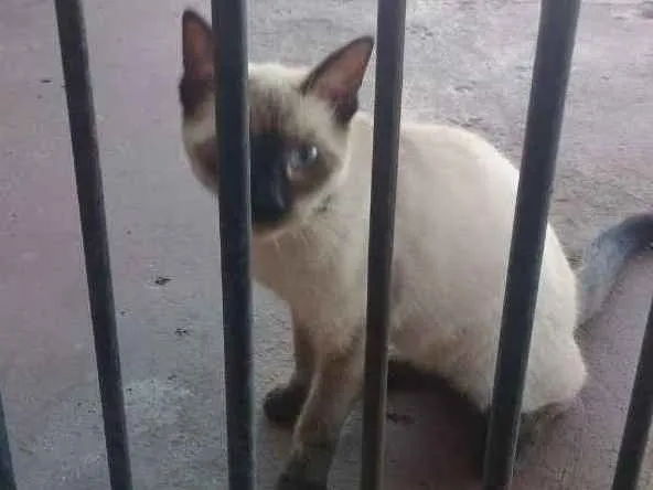 Gato ra a Siamês idade 2 a 6 meses nome Não tem