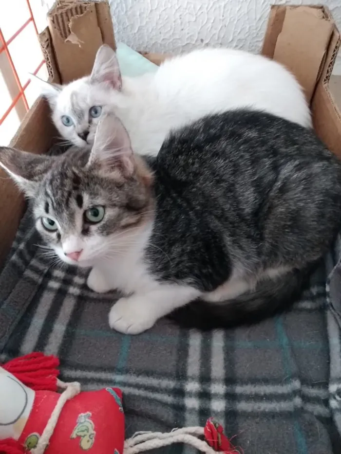 Gato ra a Srd idade 2 a 6 meses nome Fred e Nina