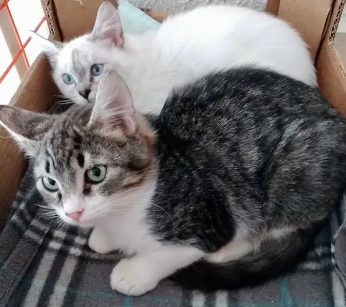 Gato ra a Srd idade 2 a 6 meses nome Fred e Nina