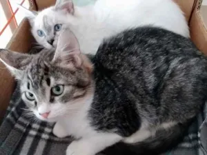 Gato raça Srd idade 2 a 6 meses nome Fred e Nina