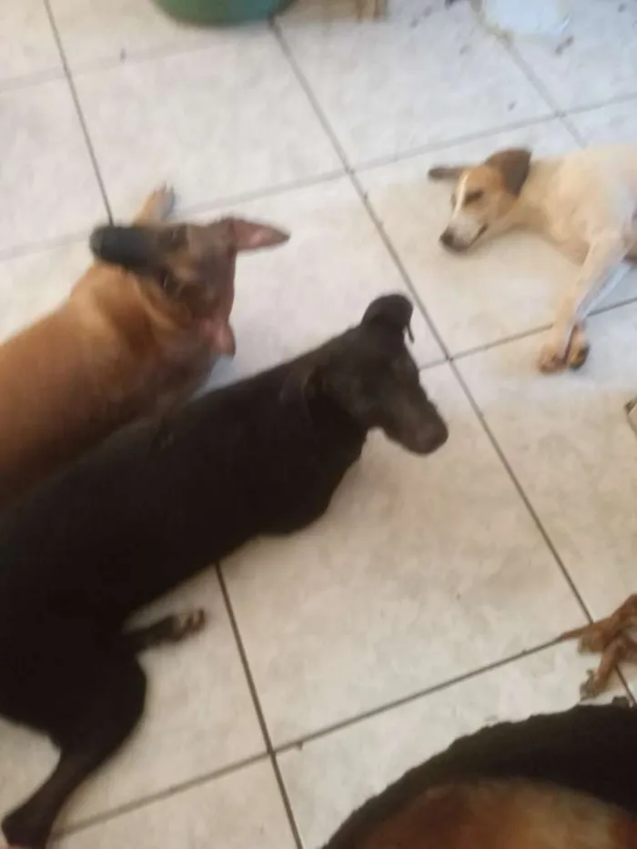 Cachorro ra a Srd idade 7 a 11 meses nome Preto