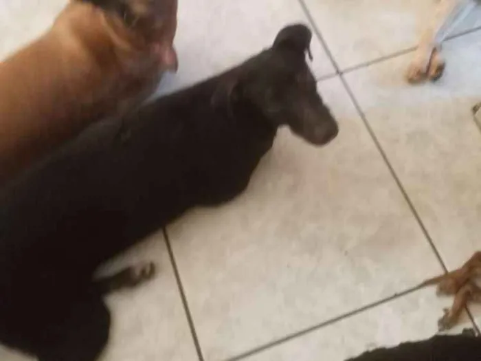 Cachorro ra a Srd idade 7 a 11 meses nome Preto
