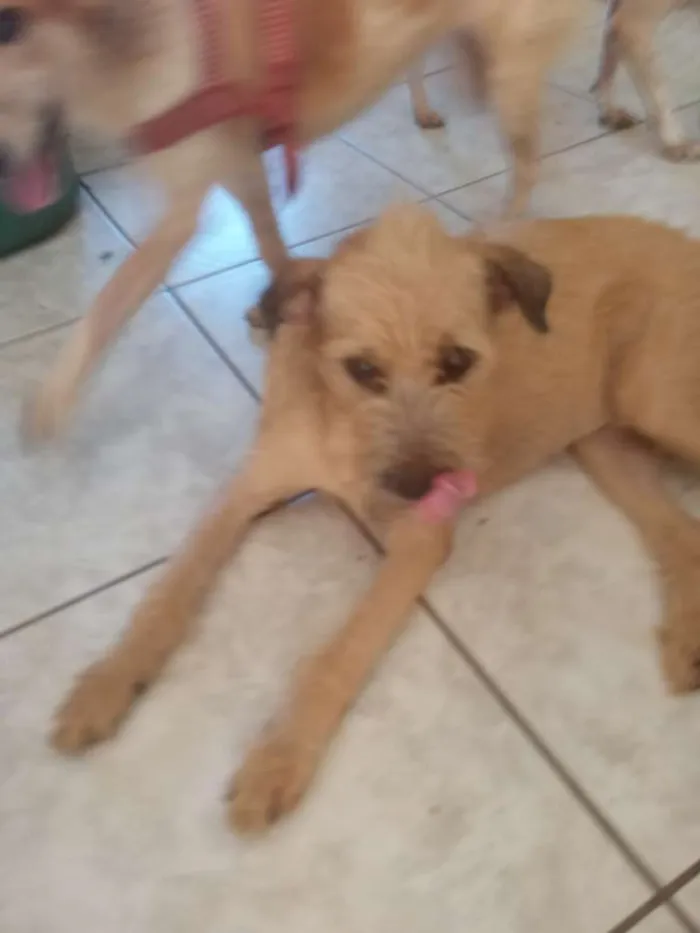 Cachorro ra a Srd idade 7 a 11 meses nome Cristal 