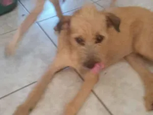 Cachorro raça Srd idade 7 a 11 meses nome Cristal 
