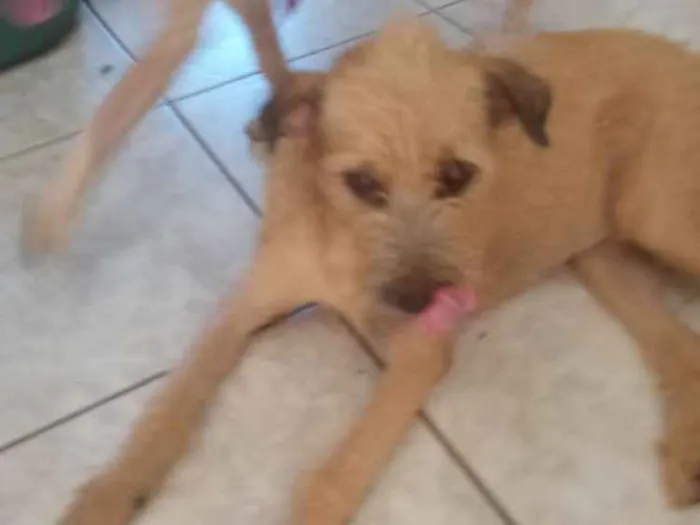 Cachorro ra a Srd idade 7 a 11 meses nome Cristal 