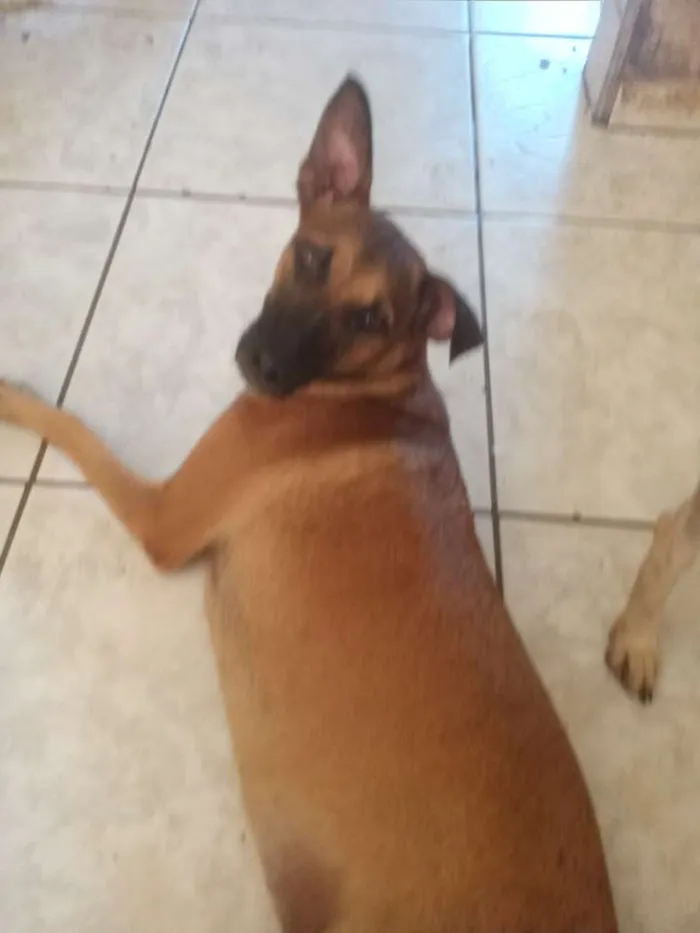 Cachorro ra a Srd idade 7 a 11 meses nome Aika